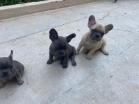 Fransız bulldog bebeklerimiz 66 günlük