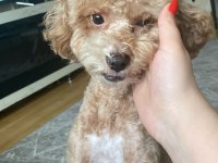 Toy poodle cinsi köpeğimiz yani sahibini arıyor