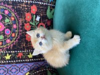 Golden Yavru British Shorthair
