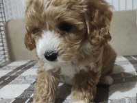 SEVİMLİ MALTİPOO YAVRULAR