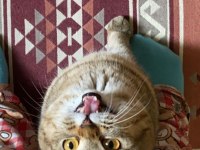 1 yaşında erkek golden tabby kedimiz