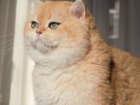 British shorthair pasha yeni ailesini arıyor