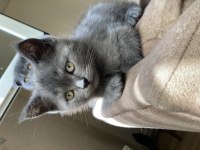 Scottish fold ve british fold yavrular