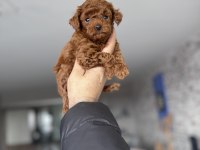Toy poodle kendi köpeğimizin bebekleri UYGUN