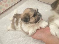 shiranian melez köpekler