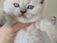 British shorthair bebeklerime güzel yuva arıyorum