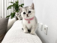 7 Ağustos Doğumlu British Shorthair Bebekler