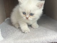 Teslime hazır british shorthair yavrumuz