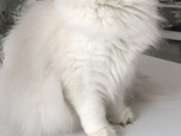 Silver point british longhair dişi