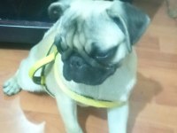 5 aylık pug