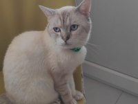 British shorthair Alfee yuva arıyor