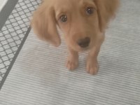 2 aylık dişi poodle