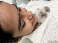 Blue point insan canlısı bebek scottish fold