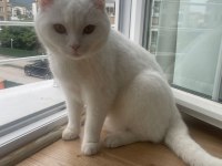 British shorthair erkek kısır