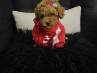 Toy Poodle Yavrular