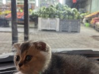Scottish fold oğlumuz yeni yuvasını arıyor