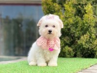 MALTESE TERRİER CİNSLERİ
