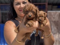 Ufacık kore poodle yavrularım
