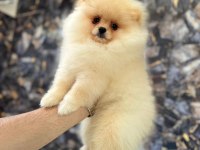 POMERANİAN BOO YAVRULARIMIZ TESLİME HAZIRDIR