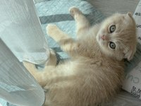 Yavru scottish fold latte