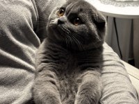 Scottish Fold Dişi 3 Aylık Yavrumuz