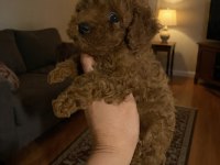 Evde bakılan sağlık ve ırk garantili poodle bebek