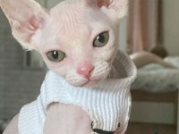 SFENKS TORTİE VE PEMBE RENK ORJİNAL YAVRULARIMIZ