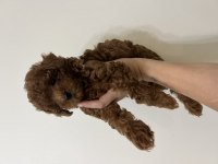 Erkek teacup kore poodle