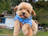 Pamuk Yavrularımız Maltipoo