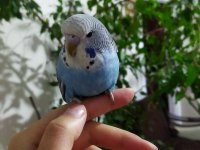 Damızlık muhabbet kuşu