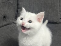 British shorthair kar beyaz dişi oyuncu yavrumuz