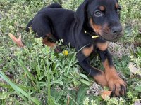 İsteğe Özel Estetik Referanslı Yavru Köpekler