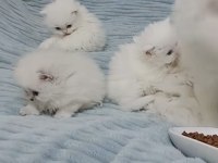 iran persian kedimiz