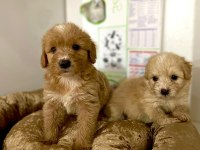 SAFKAN MALTİPOO YAVRULARI