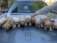 Güzel Maltipoo Maltese yavrular yeni yuvalarını arıyor