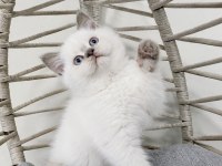 SAFKAN MAVİŞ GÖZLÜ EŞSİZ GÜZELLİKTE KEDİLERİM