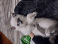 Yavru scottish fold kediler
