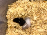 Siyah minik kömür hamster yavrularımız