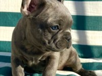 French Bulldog