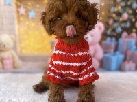 Toy Poodle Dişi Yavru