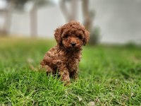 Toy poodle yavrularımız uygun değildir