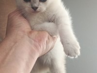 Minik british shorthair patiler