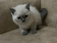 BLUE POİNT YAVRU KEDİLER