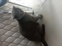 Ayı kafa british shorthair