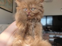 British Longhair Cinnemon Arayanlara