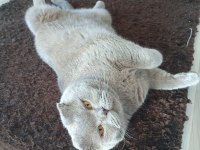 Scottish fold Doby miz 3 yaşında erkek