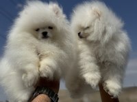 Yasal ruhsatlı çiftlikden pomeranian boo yavrular