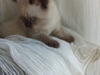 Minik british shorthair patiler