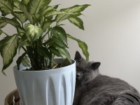 Çok uysal sakin cana yakın köpeğimiz çocuklarla iyi anlaşır