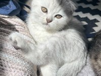 Sağlık Ve Irk Garantili Scottish Fold